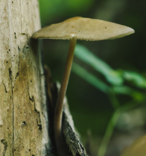 Mushrooms, champignons, nature, micologie