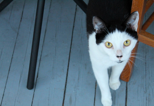 cat, chat, Canon Canon EOS REBEL T4i