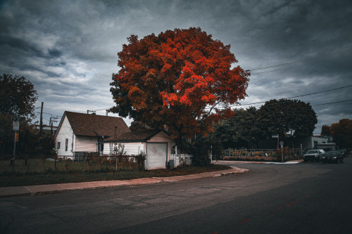 street, Québec, automne, autumn, Canon Canon EOS 5D Mark II, rue, éraple feuille d'érafle, arbre, tree, rouge, red