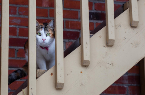 cat, chat, méfiance, escaliers