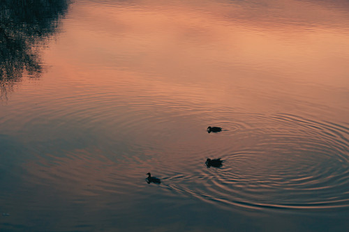 Canards, duck, ducks, canard, rivière, river, sunset, coucher de soleil