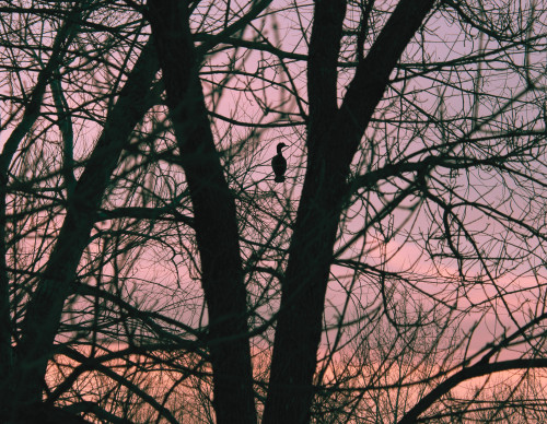 oiseau, cormoran, bird, sunset, coucher de soleil, arbre, contre-jour