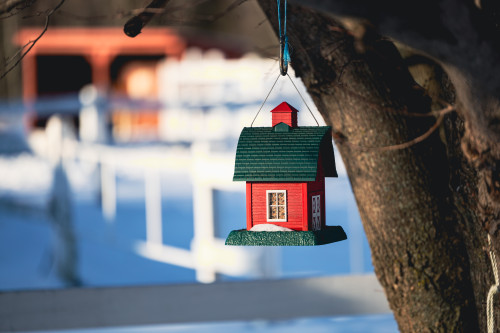 cabane d'oiseau, oiseaux, cabane, maison, petite maison, little home, bird, bird house