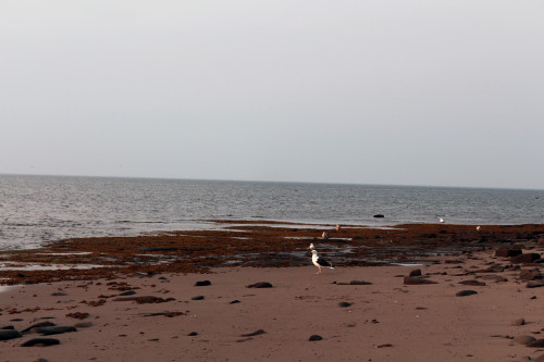 Canon Canon EOS REBEL T4i, plage, beach, mouette, goéland, sea bird, New-Brunswick, Nouveau-Brunswick, Canada