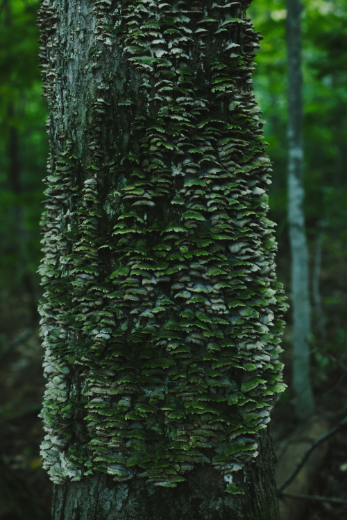 champignons, arbre, mushrooms, tree, nature, vert, forêt, forest