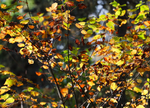 feuilles, arbre, arbre, feuille, nature, forêt, forest, tree, trees, automne, autumn, leaves, leaf