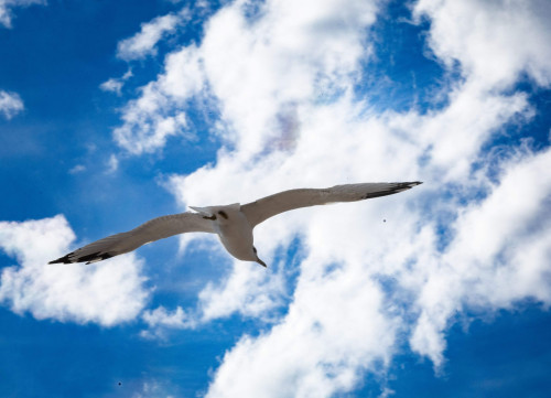 mouette, goéland, oiseau, oiseaux, bird, birds, ciel, sky, blue sky, ciel bleu, nuage, clouds, nuages, cloud, gull, seagull