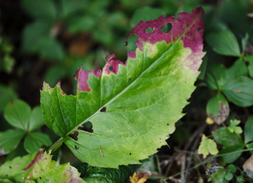 feuille, leaf, vert, green, nature, forêt, forest, automne, autumn