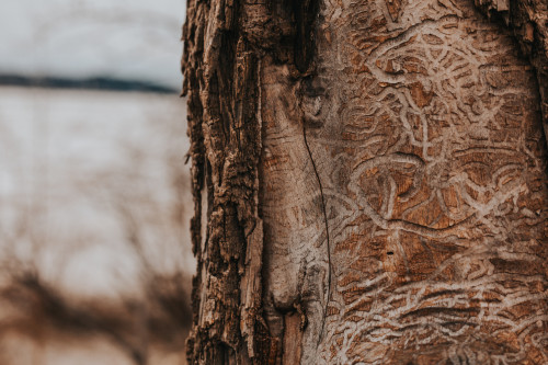 arbre, tree, écorce, bark, gravure, engraving, art, graver, bois, wood, agrile du frene, agrile