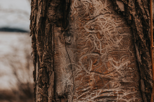 arbre, tree, écorce, bark, gravure, engraving, art, graver, bois, wood, agrile, agrile du frene